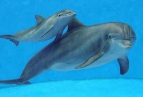 Scientists say they`ve caught dolphins chatting 